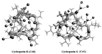 Graphical abstract: Two new cyclosporin folds observed in the structures of the immunosuppressant cyclosporin G and the formyl peptide receptor antagonist cyclosporin H at ultra-high resolution
