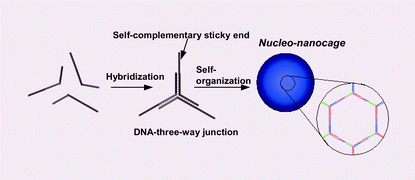 Graphical abstract: ‘Nucleo-nanocages’: designed ternary oligodeoxyribonucleotides spontaneously form nanosized DNA cages