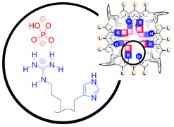 Graphical abstract: Synthetic multifunctional pores: deletion and inversion of anion/cation selectivity using pM and pH