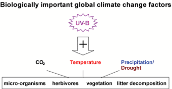 Graphical abstract: Terrestrial ecosystems, increased solar ultraviolet radiation and interactions with other climatic change factors