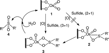 Graphical abstract: The first example of direct oxidation of sulfides to sulfones by an osmate molecular oxygen system