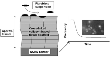 Graphical abstract: Real-time monitoring of cellular integration within bulk soft tissue scaffold materials