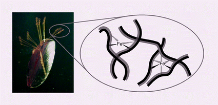 Graphical abstract: Specificity of metal ion cross-linking in marine mussel adhesives