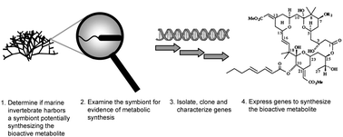 Graphical abstract: Approaches to identify, clone, and express symbiont bioactive metabolite genes