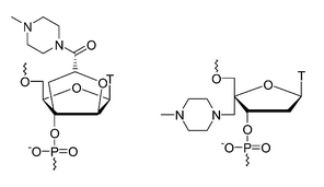 Graphical abstract: N-Methylpiperazinocarbonyl-2′,3′-BcNA and 4′-C-(N-methylpiperazino)methyl-DNA: introduction of basic functionalities facing the major groove and the minor groove of a DNA:DNA duplex