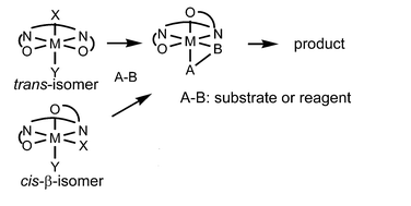 Graphical abstract: Unique asymmetric catalysis of cis-β metal complexes of salen and its related Schiff-base ligands