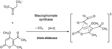 Graphical abstract: Enzymatic catalysis of the Diels–Alder reaction in the biosynthesis of natural products