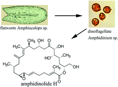 Graphical abstract: Amphidinolides, bioactive macrolides from symbiotic marine dinoflagellates