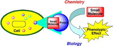 Graphical abstract: Chemical genetics to chemical genomics: small molecules offer big insights