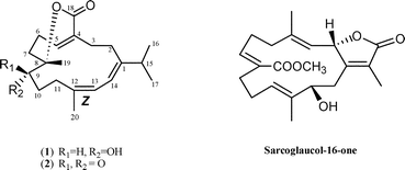 Graphical abstract: Two new bicyclic cembranolides from a new Sarcophyton species and determination of the absolute configuration of sarcoglaucol-16-one
