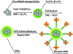 Graphical abstract: Synthesis and characterization of multi-functional nanoparticles possessing magnetic, up-conversion fluorescence and bio-affinity properties