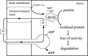 Graphical abstract: Protein oxidation in plant mitochondria as a stress indicator