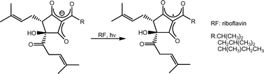 Graphical abstract: Riboflavin-sensitized photooxidation of isohumulones and derivatives