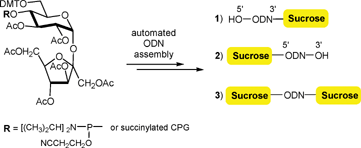 Graphical abstract: Modulating the activity of oligonucleotides by carbohydrate conjugation: solid phase synthesis of sucrose-oligonucleotide hybrids