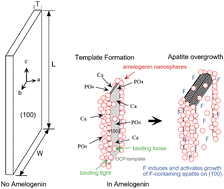 Graphical abstract: Control of octacalcium phosphate and apatite crystal growth by amelogenin matrices