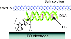 Graphical abstract: Electrochemical fabrication of single-walled carbon nanotubes–DNA complexes by poly(ethylenedioxythiophene) and photocurrent generation by excitation of an intercalated chromophore