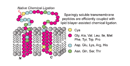 Graphical abstract: Facile synthesis of membrane-embedded peptides utilizing lipid bilayer-assisted chemical ligation