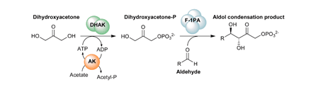 Graphical abstract: Multienzyme system for dihydroxyacetone phosphate-dependent aldolase catalyzed C–C bond formation from dihydroxyacetone