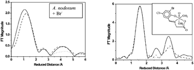 Graphical abstract: Substrate binding to vanadate-dependent bromoperoxidase from Ascophyllum nodosum: A vanadium K-edge XAS approach