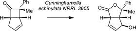 Graphical abstract: A one-pot remote allylic hydroxylation and Baeyer–Villiger oxidation of a bicyclo[3.2.0]hept-2-en-6-one by Cunninghamella echinulata NRRL 3655