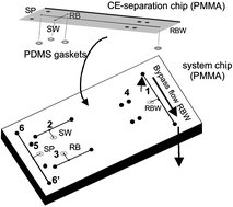 Graphical abstract: A new two-chip concept for continuous measurements on PMMA-microchips
