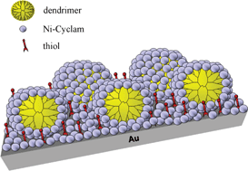 Graphical abstract: Ni(ii)1,4,8,11-tetraazacyclotetradecane electrocatalytic films prepared on top of surface anchored PAMAM dendrimer layers. A new type of electrocatalytic material for the electrochemical oxidation of methanol