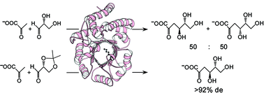 Graphical abstract: Engineering stereocontrol into an aldolase-catalysed reaction