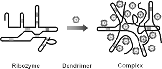 Graphical abstract: Polycationic dendrimers interact with RNA molecules: polyamine dendrimers inhibit the catalytic activity of Candida ribozymes