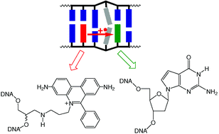 Graphical abstract: Detection of single base mismatches and abasic sites using phenanthridinium as an artificial DNA base and charge donor