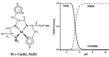 Graphical abstract: Interactions of Ni(ii) and Cu(ii) ions with the hydrolysis products of the C-terminal -ESHH- motif of histone H2A model peptides. Association of the stability of the complexes formed with the cleavage of the -E–S- bond