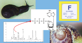 Graphical abstract: Adenine nucleotides in snail muscles as one of biomarkers of fluoride toxicity