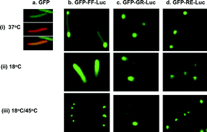 Graphical abstract: Use of GFP tags to monitor localization of different luciferases in E. coli