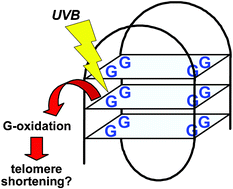 Graphical abstract: Selective guanine oxidation by UVB-irradiation in telomeric DNA