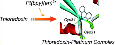 Graphical abstract: Inhibition of Thermus thermophilus HB8 thioredoxin activity by platinum(ii)