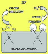 Graphical abstract: The structure of a bioactive calcia–silica sol–gel glass