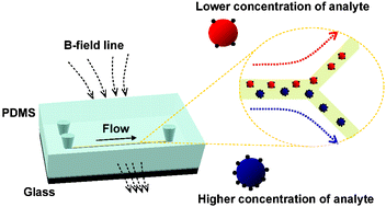 Graphical abstract: Magnetic force-based multiplexed immunoassay using superparamagnetic nanoparticles in microfluidic channel