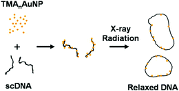 Graphical abstract: Enhanced relaxation of nanoparticle-bound supercoiled DNA in X-ray radiation
