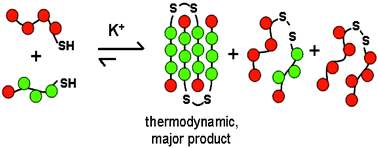 Graphical abstract: Dynamic covalent chemistry on self-templating PNA oligomers: formation of a bimolecular PNA quadruplex
