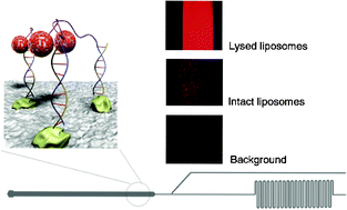 Graphical abstract: Development of a microfluidic biosensor module for pathogen detection