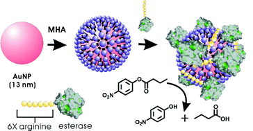 Graphical abstract: Immobilization of hexa-arginine tagged esterase onto carboxylated gold nanoparticles