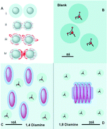 Graphical abstract: Putrescine homologues control silica morphogenesis by electrostatic interactions and the hydrophobic effect
