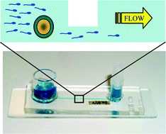 Graphical abstract: Reduction of polyspermic penetration using biomimetic microfluidic technology during in vitro fertilization