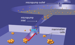 Graphical abstract: Pumping of mammalian cells with a nozzle-diffuser micropump