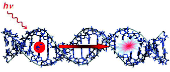 Graphical abstract: Electron transfer processes in DNA: mechanisms, biological relevance and applications in DNA analytics