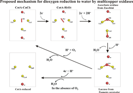 Graphical abstract: Dioxygen reduction by multi-copper oxidases; a structural perspective