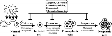 Graphical abstract: Chemoprevention of photocarcinogenesis by selected dietary botanicals