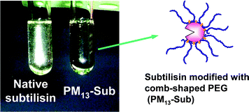 Graphical abstract: Comb-shaped poly(ethylene glycol)-modified subtilisin Carlsberg is soluble and highly active in ionic liquids