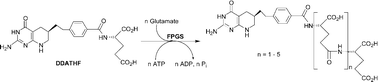 Graphical abstract: Synthesis of (6R)- and (6S)-5,10-dideazatetrahydrofolate oligo-γ-glutamates: Kinetics of multiple glutamate ligations catalyzed by folylpoly-γ-glutamate synthetase
