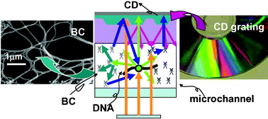 Graphical abstract: Bio-sensing on a chip with compact discs and nanofibers