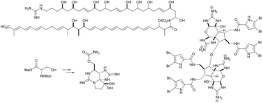 Graphical abstract: The chemistry and biology of organic guanidine derivatives